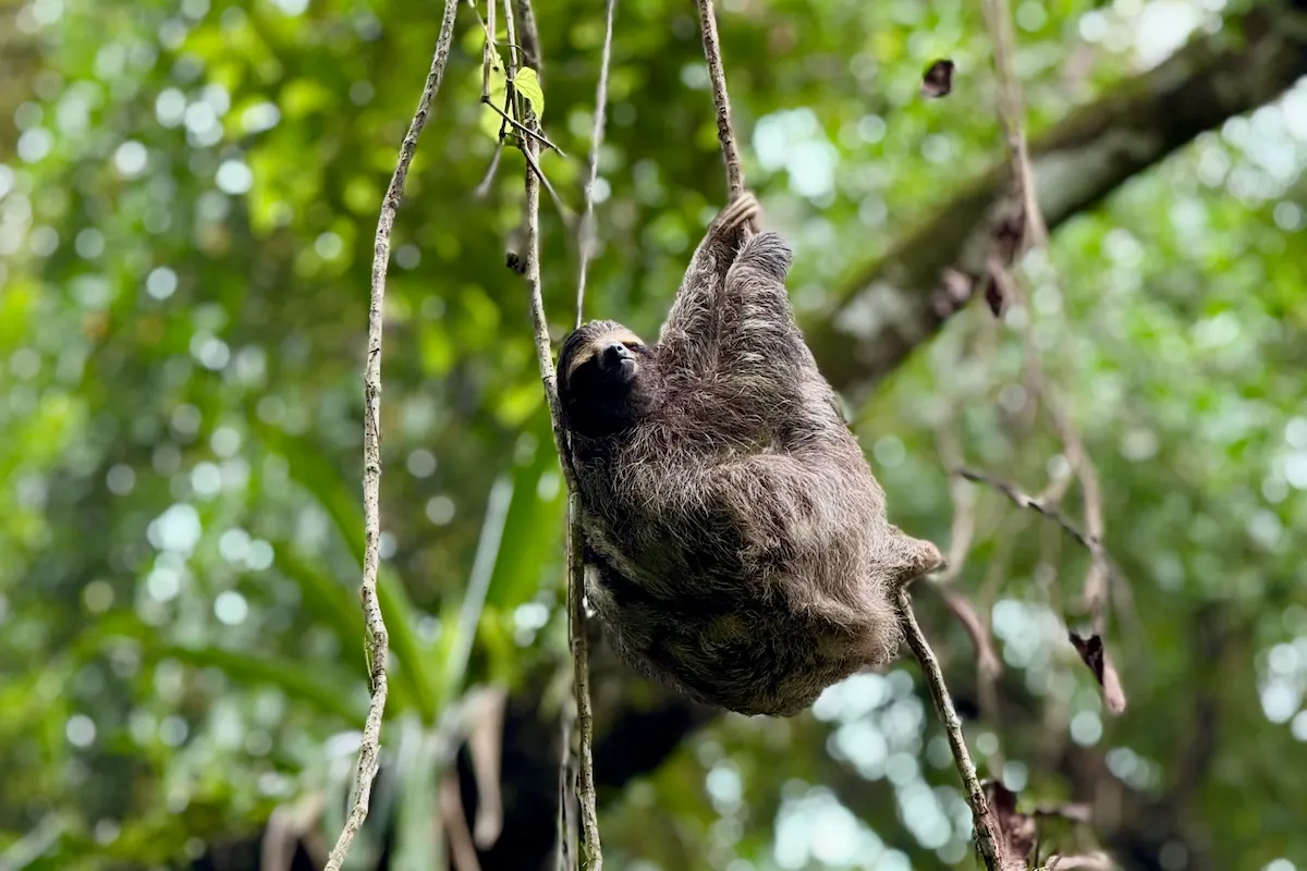 Braunkehl-Faultier (Bradypus) hängt an Liane, Bocas del Toro