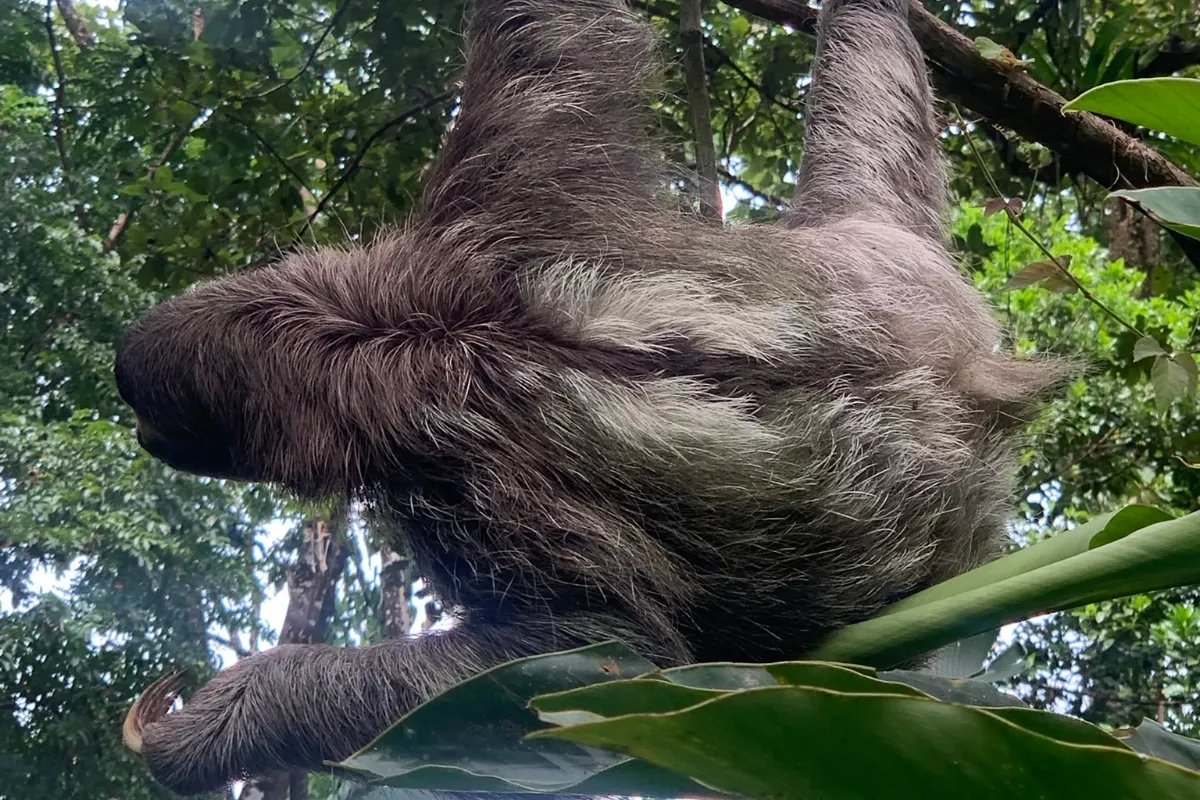 Faultier hängt kopfüber im Baum, Regenwald Bocas del Toro