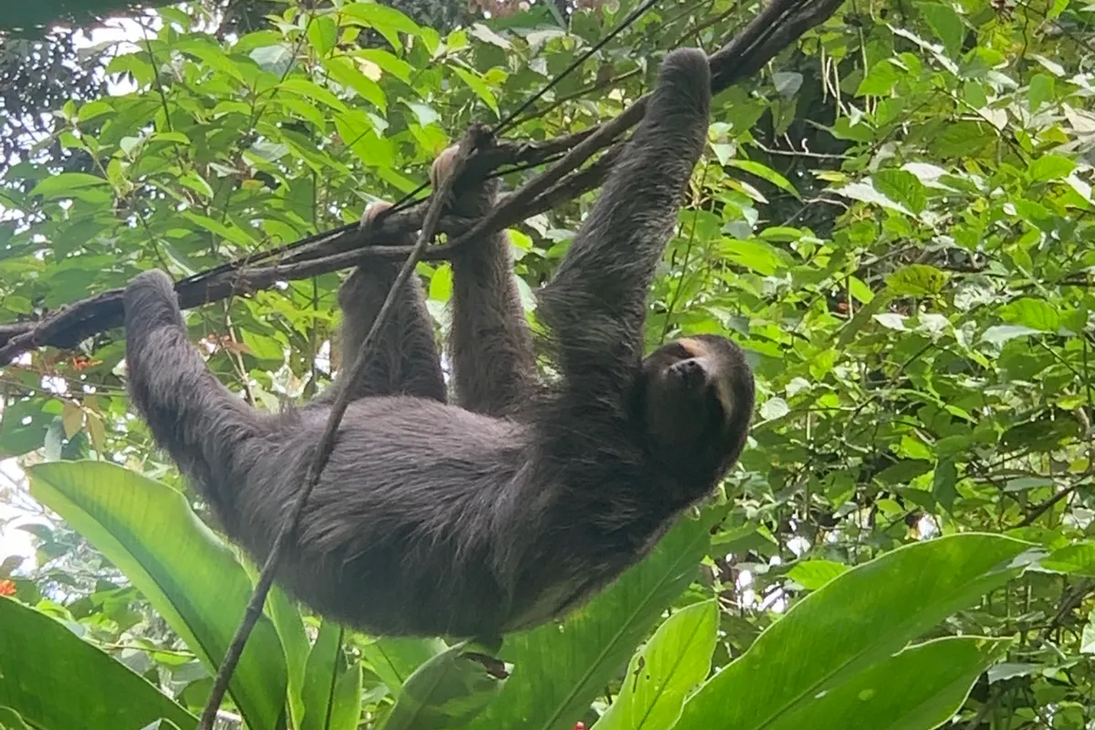 Dreifinger-Faultier im grünen Blätterdach, Bocas del Toro