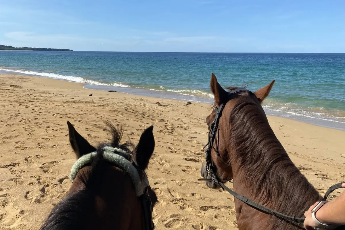 Reiten am Bluff Beach, Blick über den Pferdekopf, Bocas del Toro
