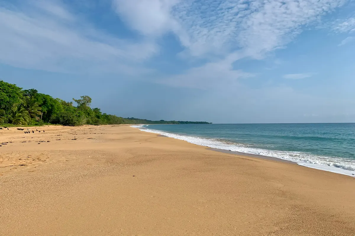 Goldener Strand mit Dschungel-Landzunge, Bluff Beach Bocas del Toro