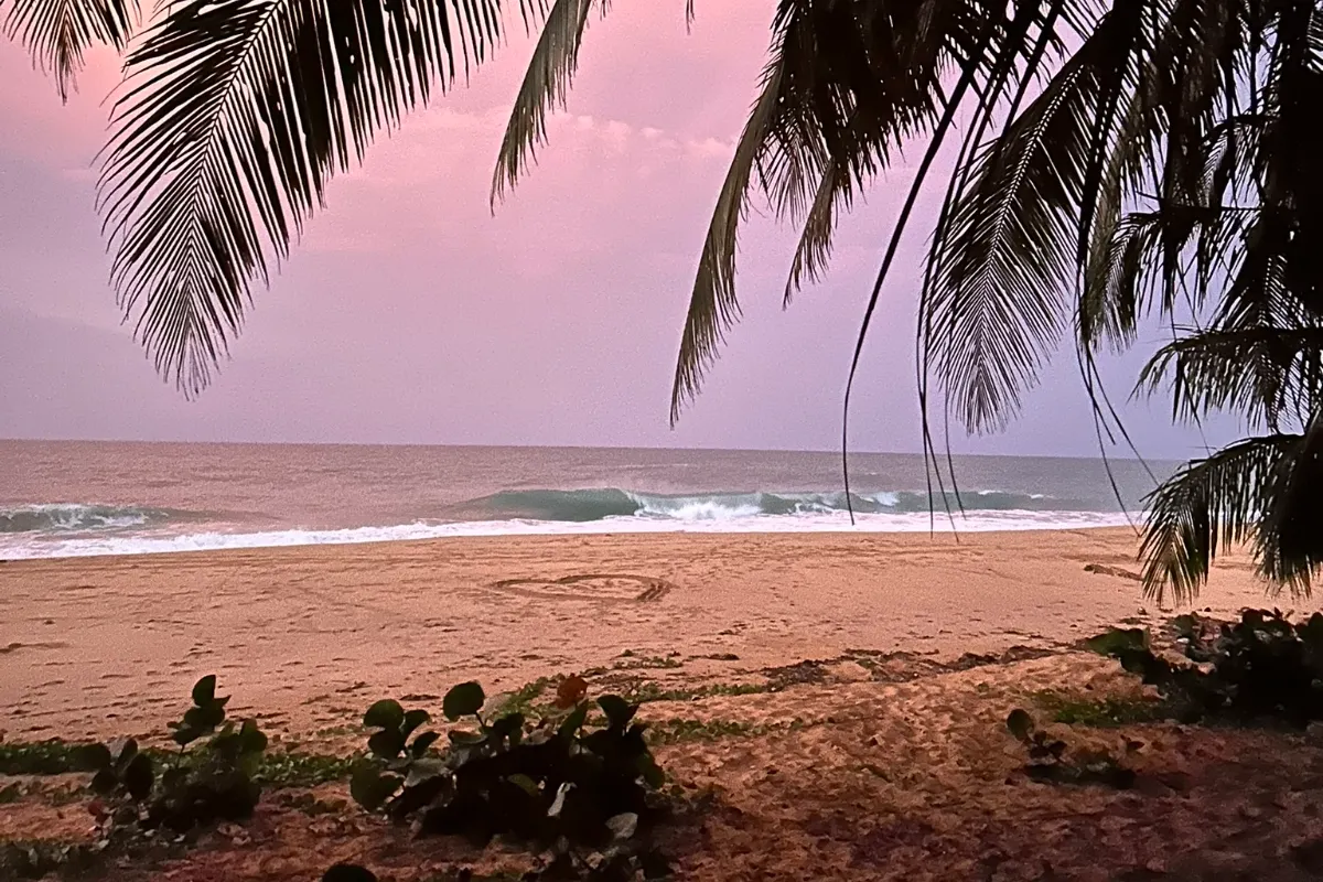 Palmen-Silhouetten bei rosa Abendhimmel, Bluff Beach Bocas del Toro