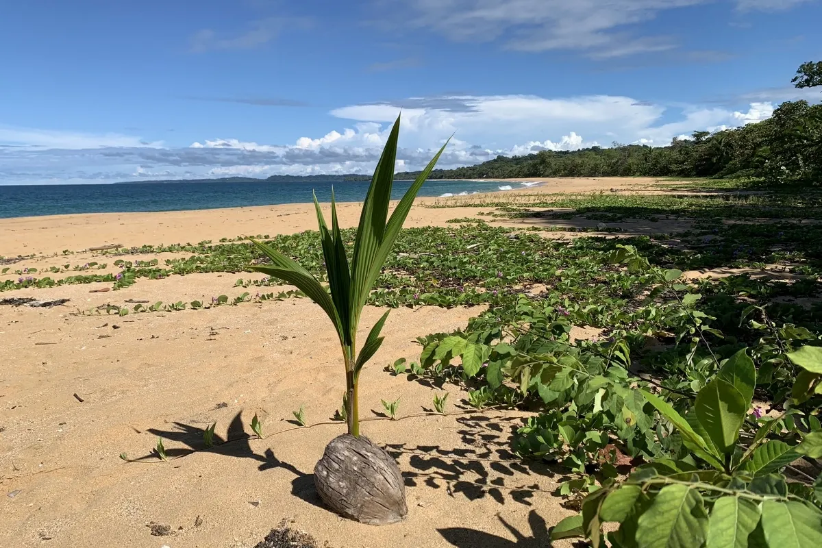 Sprießende junge Kokospalme in der Stranddüne, Bocas del Toro