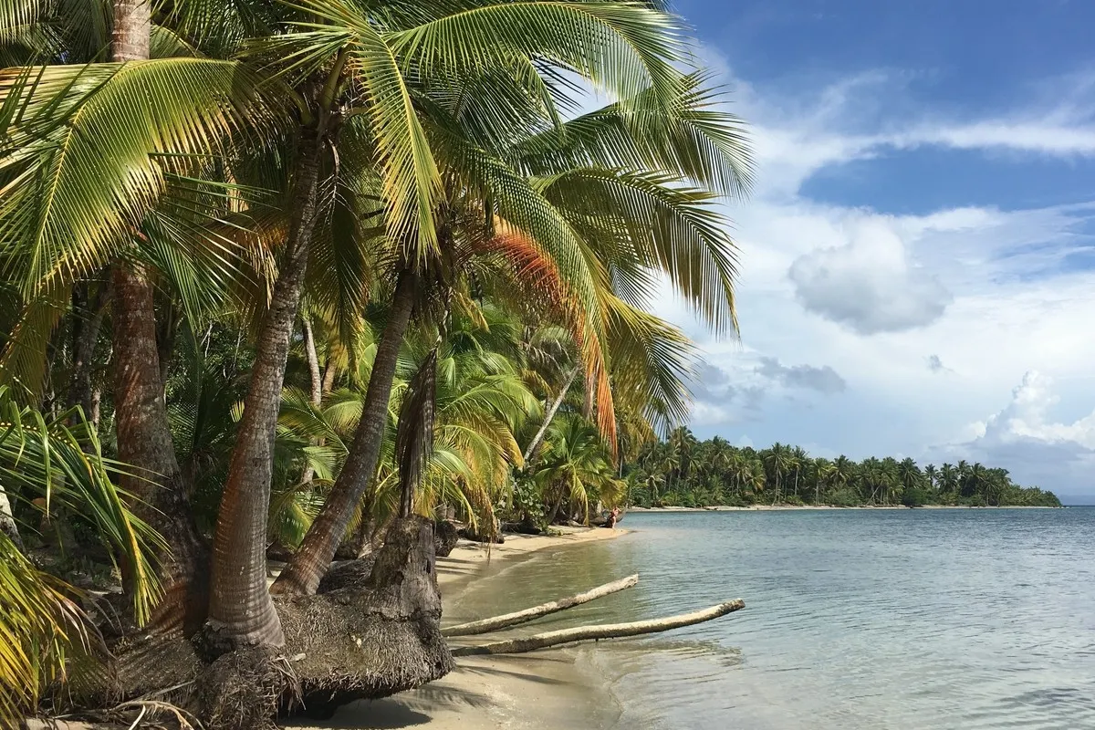 Palmengesäumte Küste auf dem Weg zum Starfish Beach, Isla Colón