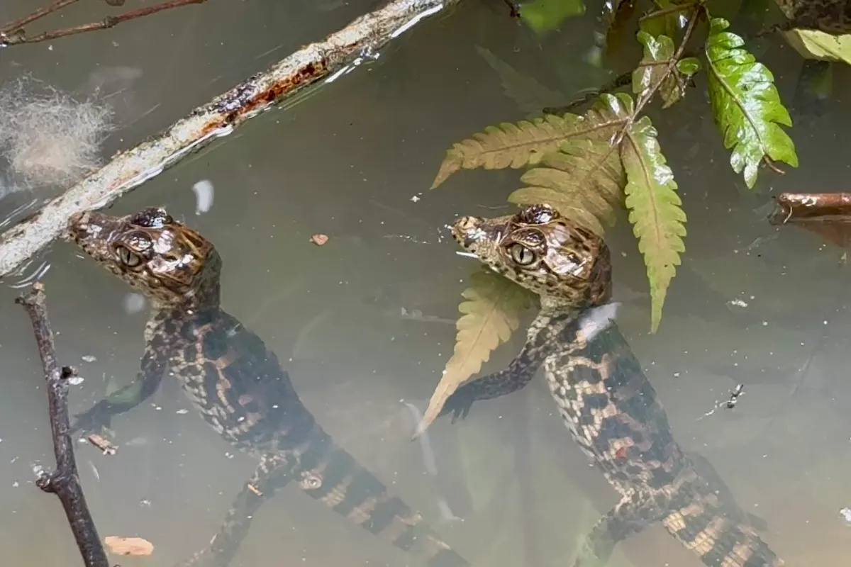 Junge Brillenkaimane im Wasser, Feuchtgebiet Bocas del Toro