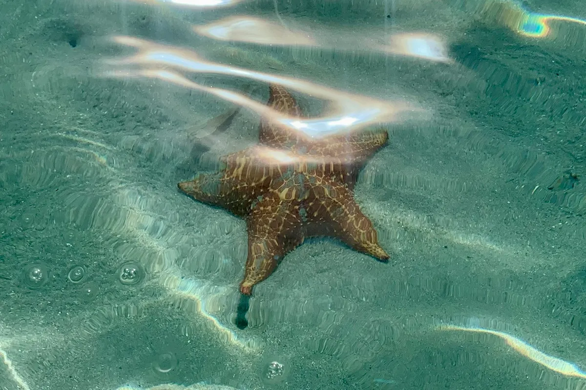 Roter Seestern (Oreaster) im flachen Wasser, Starfish Beach Bocas del Toro