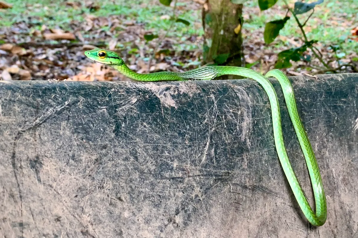 Leuchtend grüne Peitschennatter auf Fels, Bocas del Toro