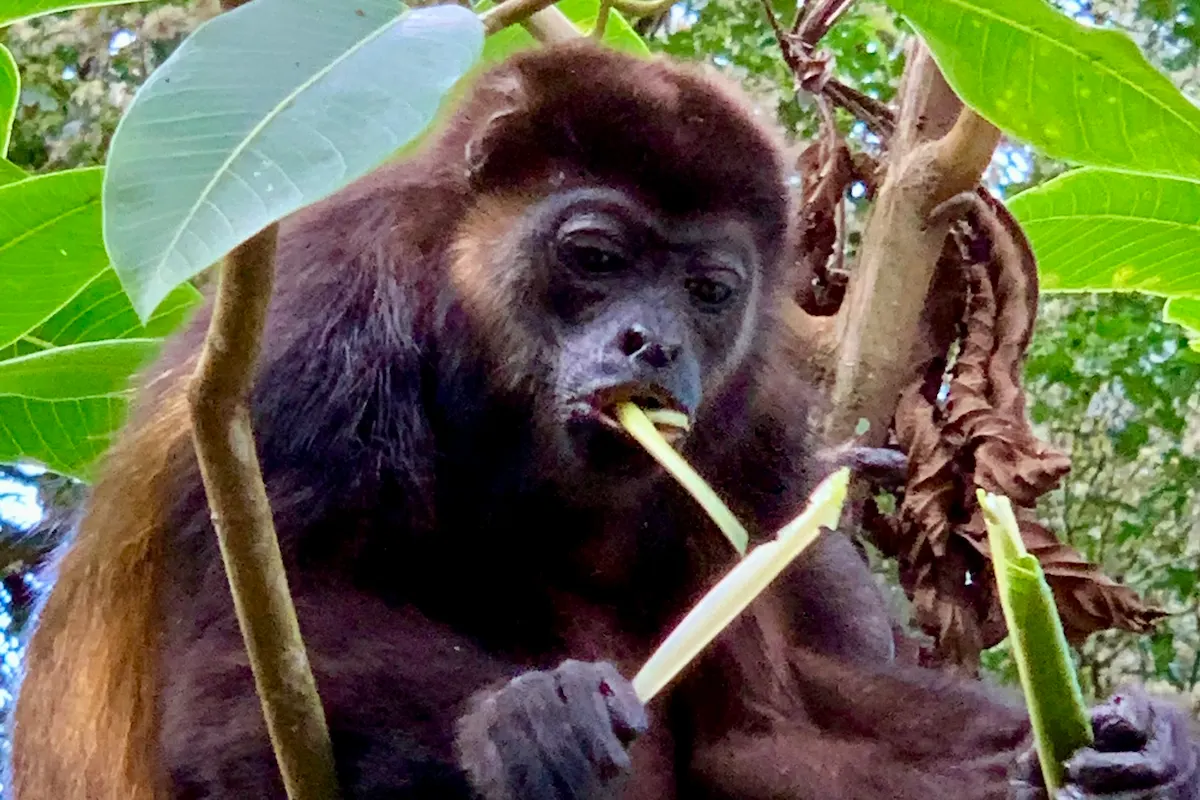Mantelbrüllaffe frisst Blätter im Baum, Bocas del Toro