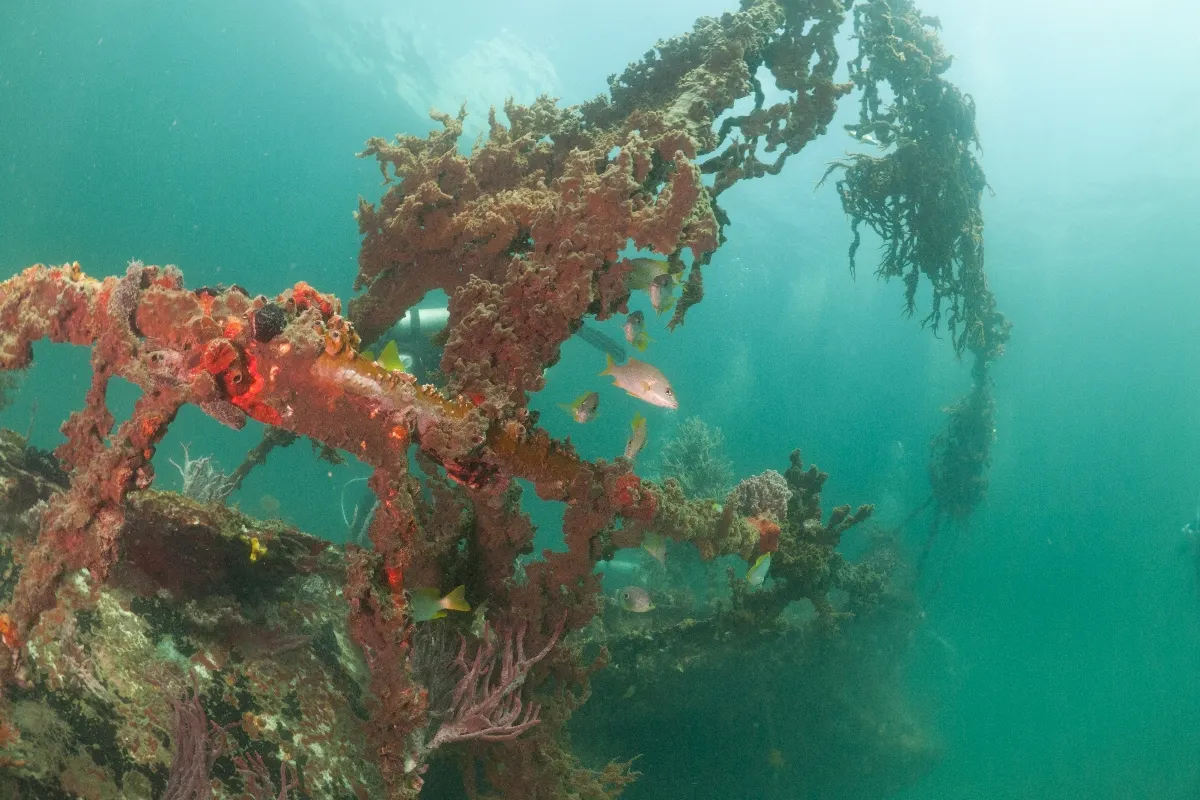 Bewachsenes Schiffswrack als Tauchplatz, Bocas del Toro