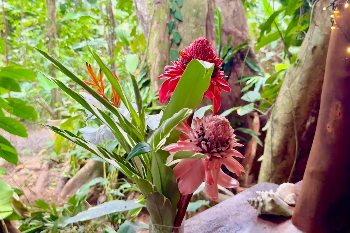 Rote Fackelingwer-Blüten im Tropengarten, Bocas del Toro