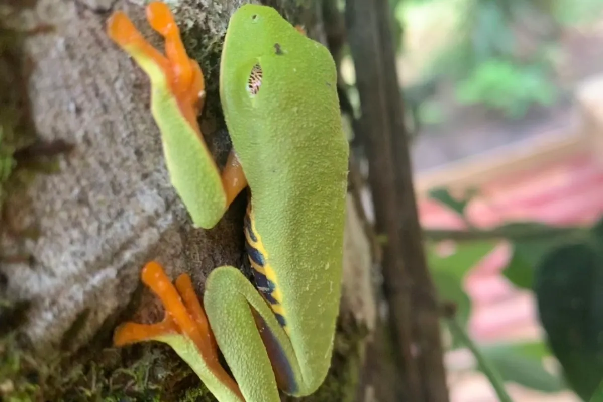 Rotaugenlaubfrosch (Agalychnis callidryas) auf Blatt, Bocas del Toro