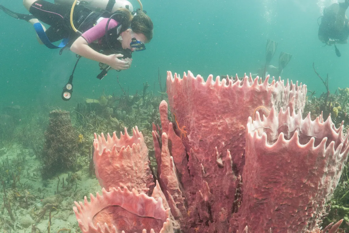 Taucherin fotografiert rosa Riesenschwamm am Riff, Bocas del Toro