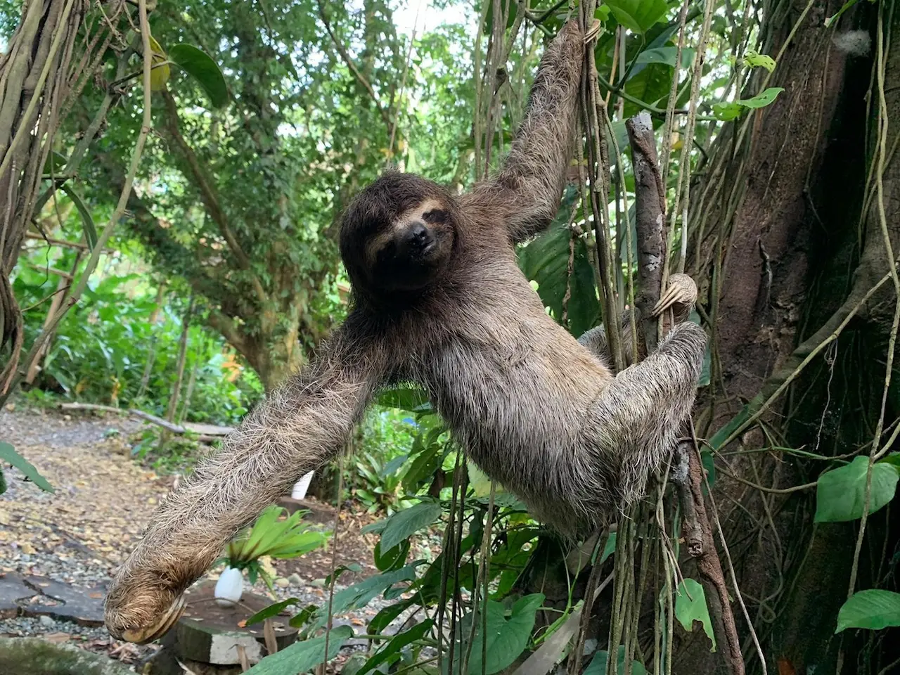 Faultier hängt in den Bäumen des Regenwaldes am Grundstück, Bocas del Toro