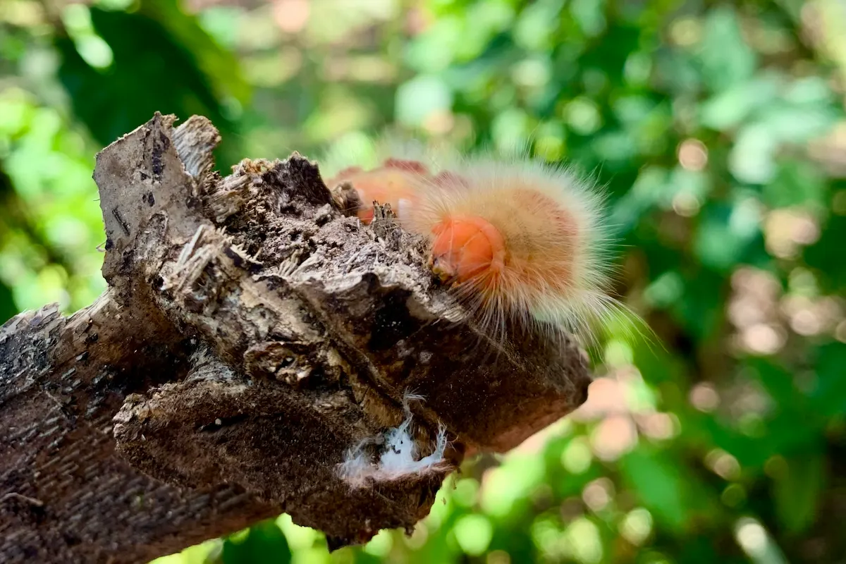 Haarige Raupe auf Totholz im Regenwald, Bocas del Toro