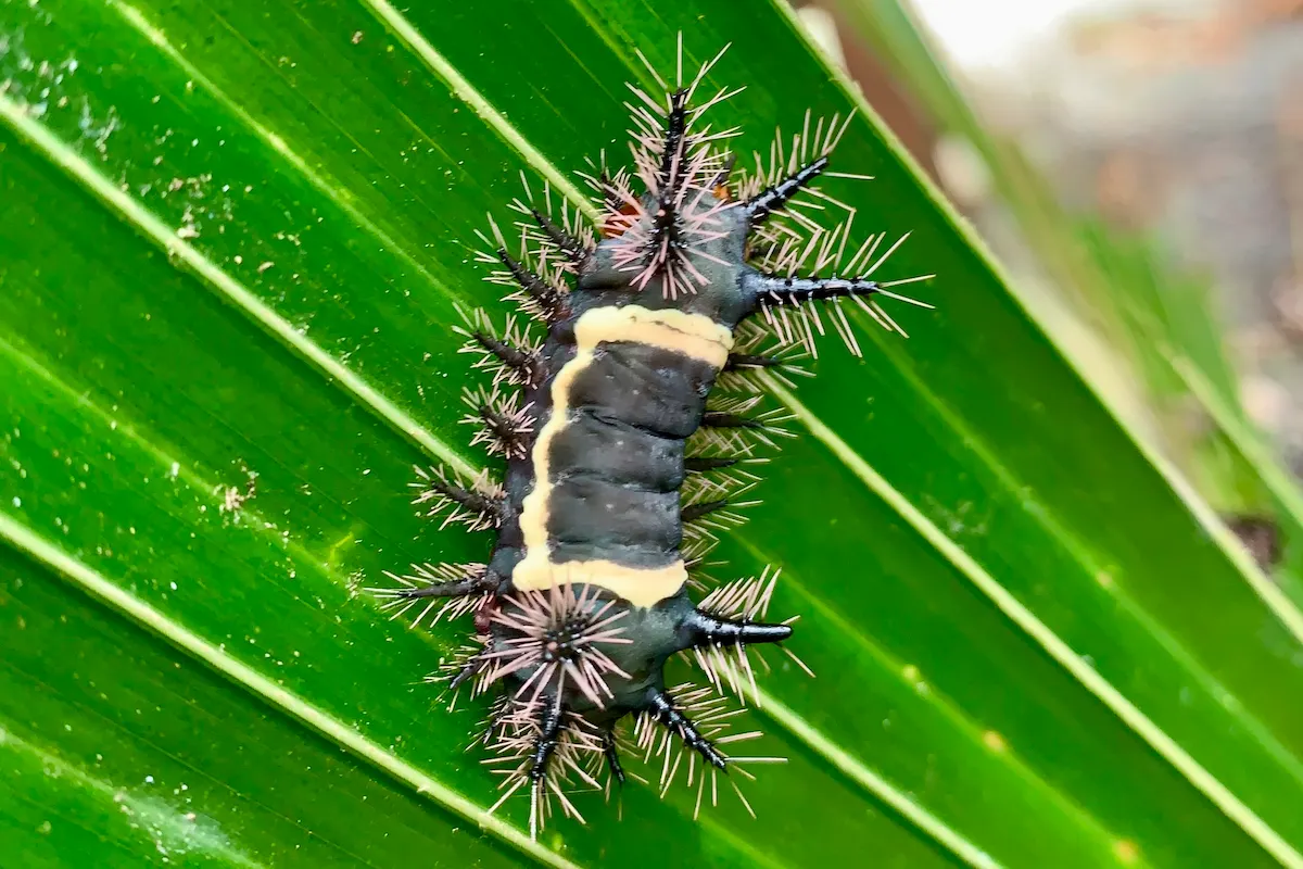 Stachelige Raupe mit Brennhaaren auf Palmblatt, Bocas del Toro
